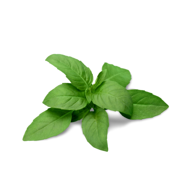 Fresh Basil Leaves - High-Quality Herb, Morowali Indonesia