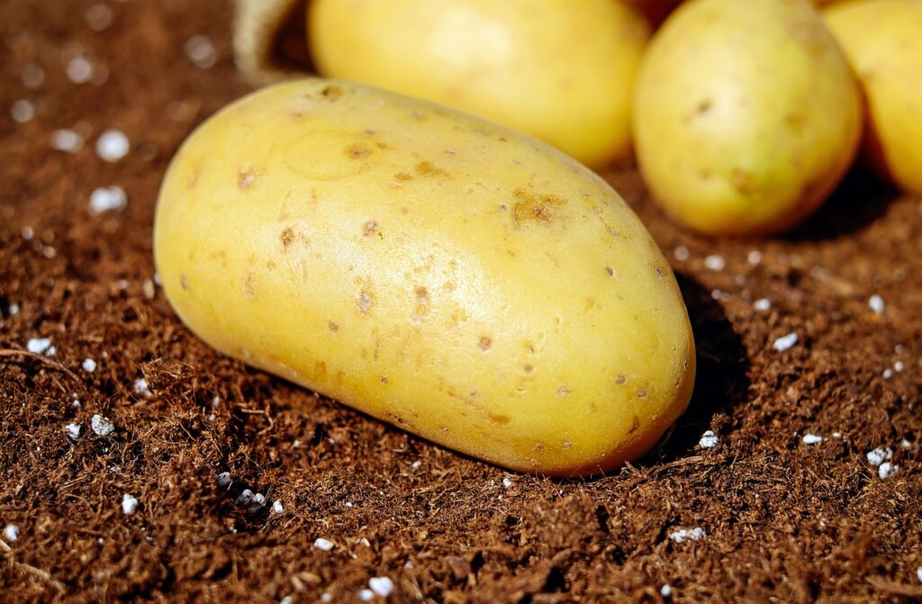 potatoes, vegetables, tuber-1585057.jpg